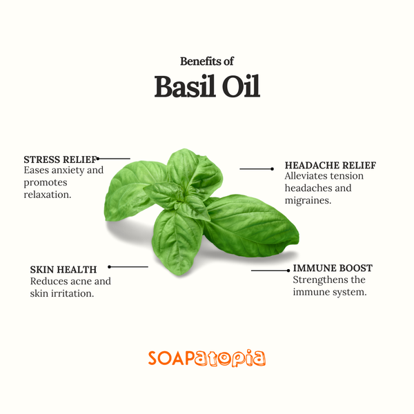 Basil (Sweet) Essential Oil