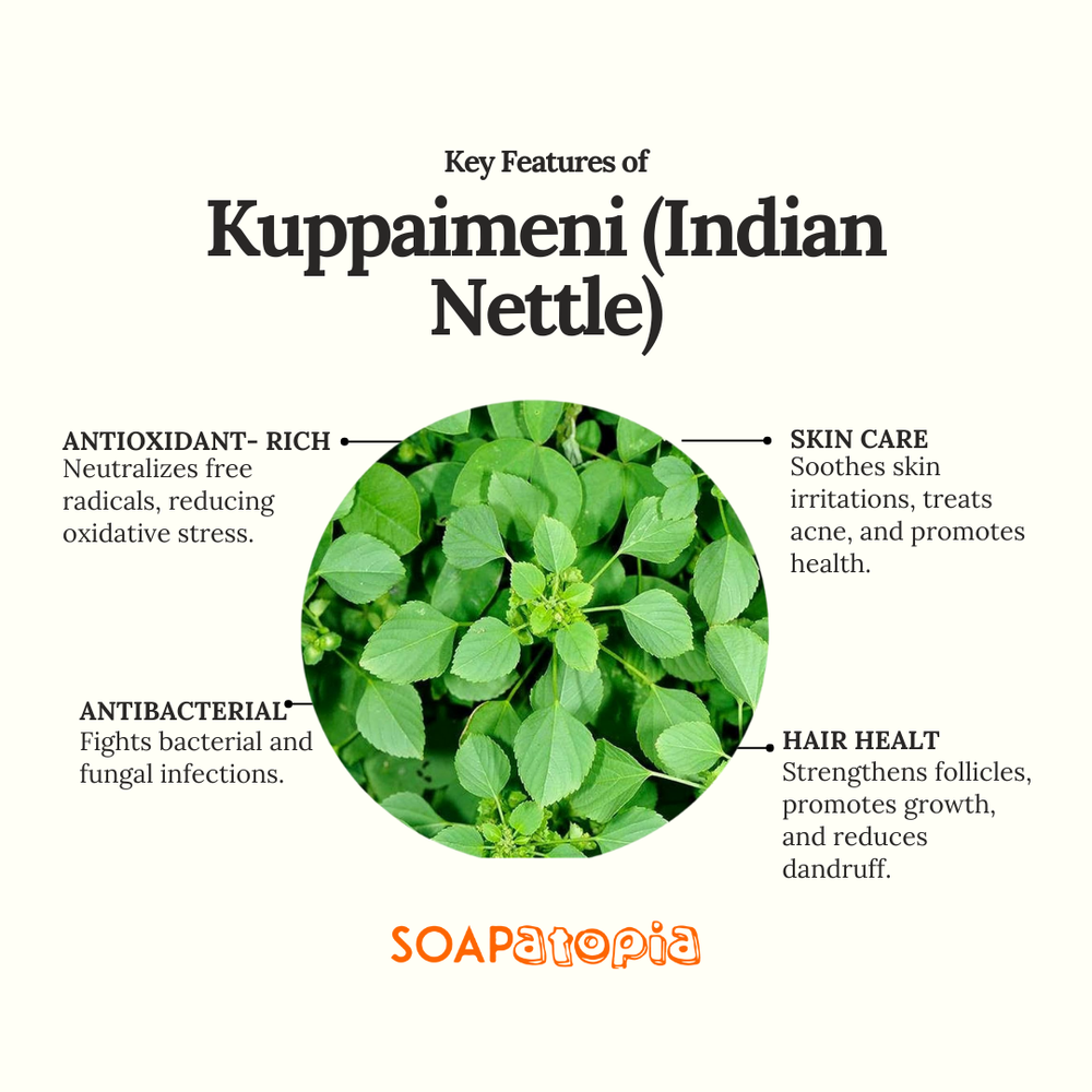 Kuppaimeni (Indian Nettle) Powder