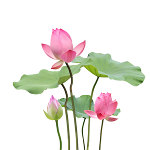 Lotus Fragrance