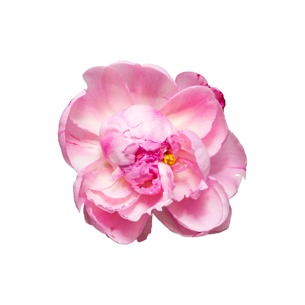 Peony and Mulberry Fragrance