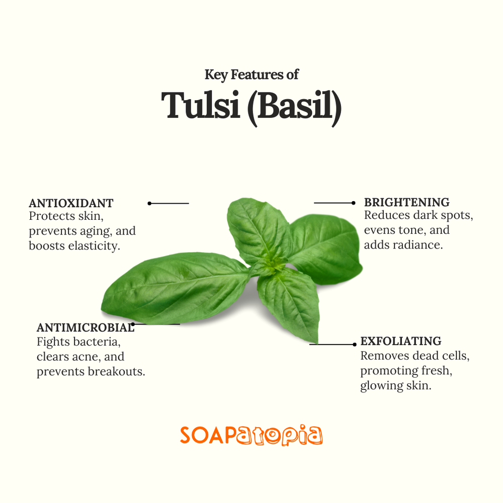 Tulsi (Basil) Powder