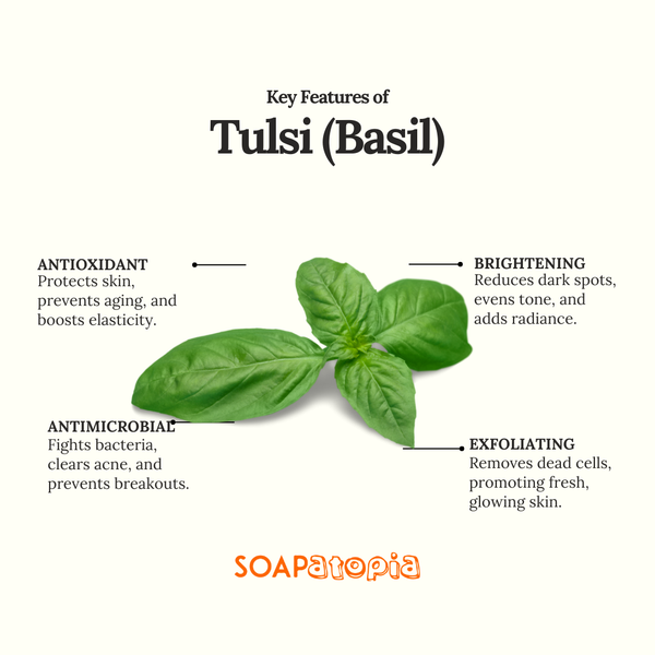 Tulsi (Basil) Powder