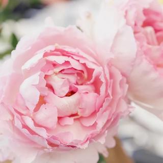 PEONY_AND_MULBERRY_FRAGRANCE